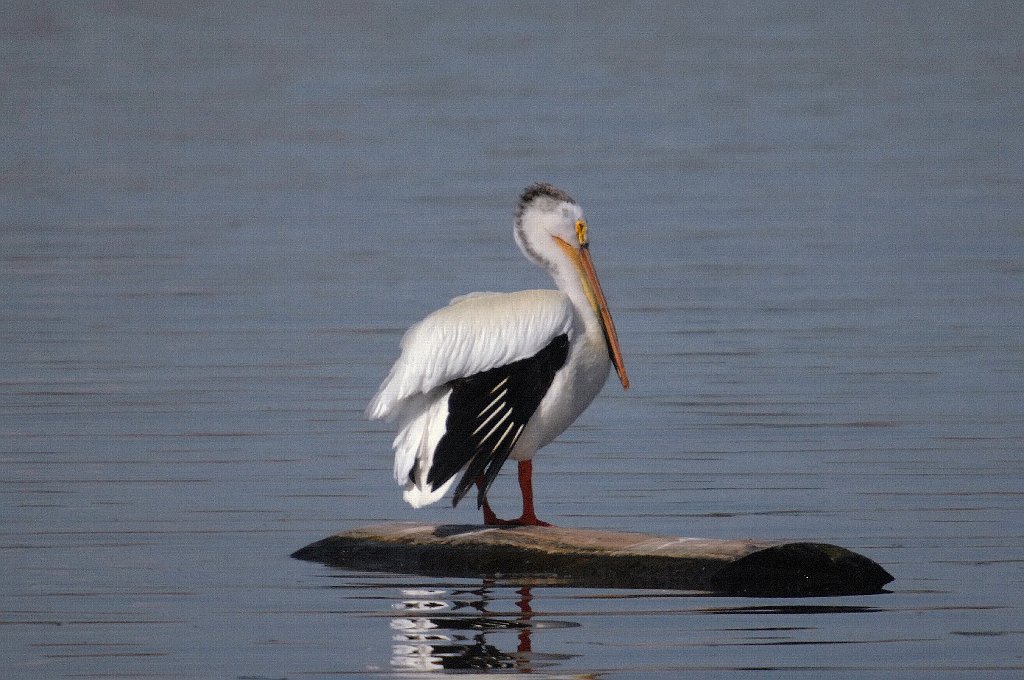 Pelican, White, 2007-06101134b Windsor, CO.jpg - White Pelican. Windsor, CO, 6-10-2007